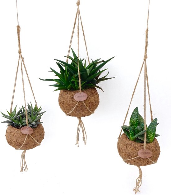 3 aloe vera planten in speciale kokospot met hanger