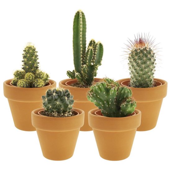 Desertworld Mini Cactussen