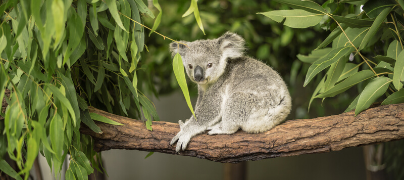 dit moet je weten als je een Eucalyptus in je tuin wil zetten